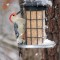 Male Red-bellied Woodpecker (3-20-15)