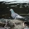 Rock Pigeon Visits the Des Plaines River