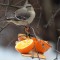 Northern Mockingbird with oranges