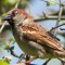 Male House Sparrow on a spring morning