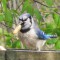 Bluejay Snatches Again !