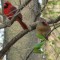 Love Birds ! Mr & Mrs. Cardinal