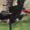 Pileated Woodpecker sequence