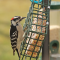 Downy Woodpecker male at a suet feeder