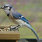 Blue Jay with a nut
