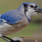 Blue Jay at a tray feeder