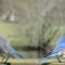 Bluebird pair