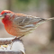 A very colorful House Finch