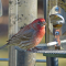 House Finch male at a feeder