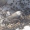 Junco may be