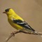 Goldfinch as winter turns to spring