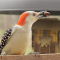 Red-bellied Woodpecker female