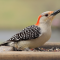 Red-bellied Woodpecker female on a tray feeder