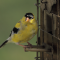 American Goldfinch male with its breeding molt nearly complete.