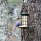 Eastern Bluebird Pair at Peanut/Butter Suet wheel (4-21-15)