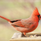 Northern Cardinal male on a tray feeder