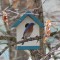 Male Eastern Bluebird (4-29-15)
