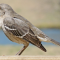 A Northern Mockingbird, looking the worse for wear, visits a tray feeder