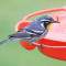 Yellow-throated Warbler investigates an Oriole feeder