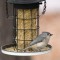 Tufted Titmouse (4-17-15)
