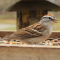 Chipping Sparrows enjoy a tray feeder