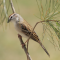 Chipping Sparrow in a pine