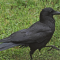 A Crow visits a Cro
