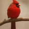 Cardinal male on a limb waits turn at feeder