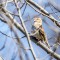 Singing Field Sparrow
