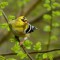American Goldfinch Molt