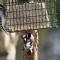 Downet Woodpecker Pair