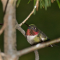 Ruby-throated Hummingbird in the evening