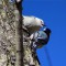 Nuthatch Mating Ritual