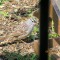 White-crowned Sparrow still in SW PA.  USA