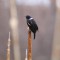 A distinguished blackbird.