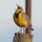 Meadowlark Welcoming The Day
