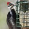 Pileated Woodpecker – female