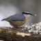 Red-beasted Nuthatch