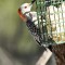 Red-Belly Woodpecker (F)
