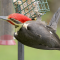 Pileated Woodpecker males