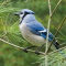 Blue Jay on a pine branch