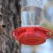 Ruby-Throated Hummingbird (5-03-15)