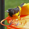 Baltimore Oriole males on feeders