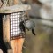 Gray Catbird (4-30-15)