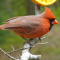Male Northern Cardinals