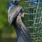 Common Grackles visit the feeders