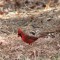 Northern Cardinal (5-05-15)