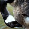 Preening-Canada Goose