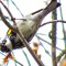 Yellow-rumped warbler male singing his heart out