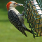 Red-bellied Woodpecker females